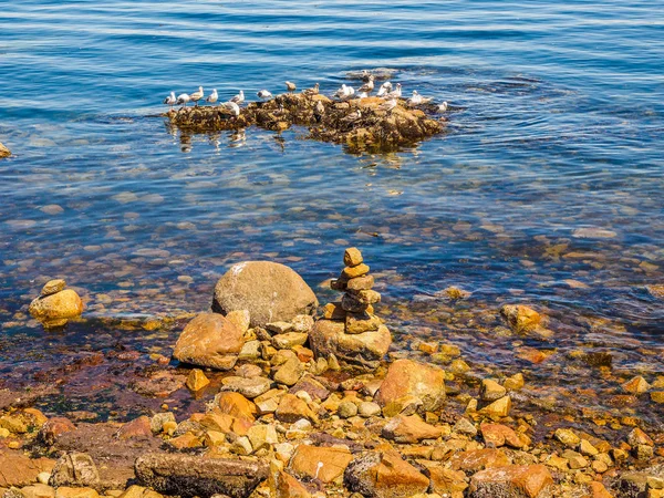 갈매기에는 바위 해안의 시드니 bc 주, 캐나다 — 스톡 사진