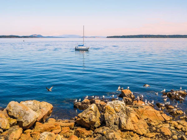 Sirályok, a sziklás parttól a Sidney Bc, Kanada — Stock Fotó