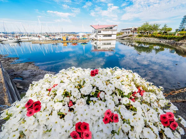 Flores vermelhas e brancas decorar o passeio à beira-mar em Sidney, Vanco — Fotografia de Stock