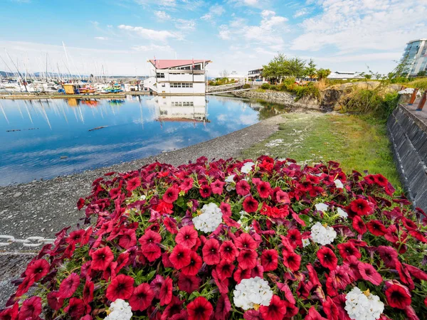 Červené a bílé květy zdobí pobřežní procházka v Sidney, Vanco — Stock fotografie