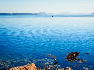 Büyük mavi balıkçıl su