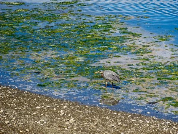 Большая голубая цапля в воде — стоковое фото