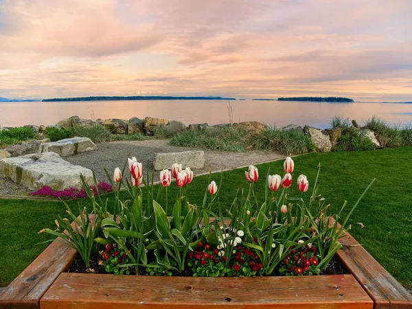 Tulipánok díszítik a tengerparti séta a Sidney, Vancouver-sziget, Brit Columbia — Stock Fotó