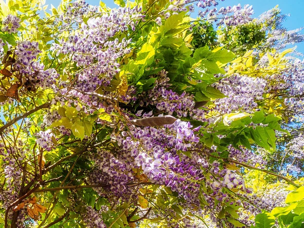 Blauwe regen (blauwe regen) — Stockfoto