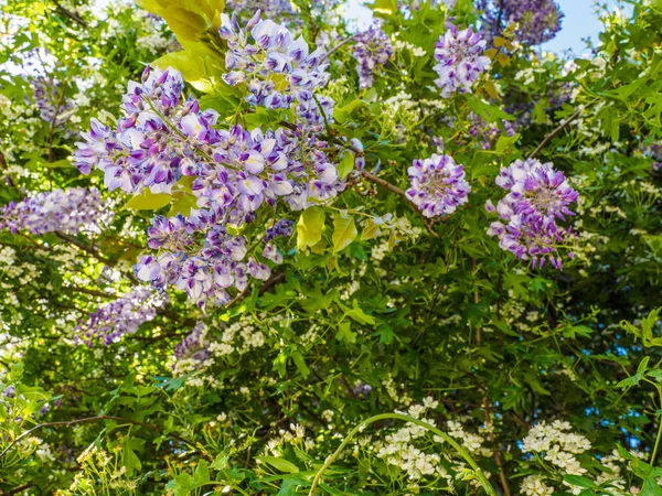 Blauwe regen (blauwe regen) — Stockfoto