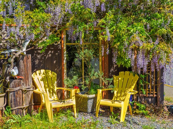 Glicínias (Wisteria sinensis) — Fotografia de Stock