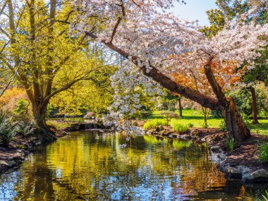 Bahar çiçeği genel Beacon Hill Park, Victoria Bc Canada