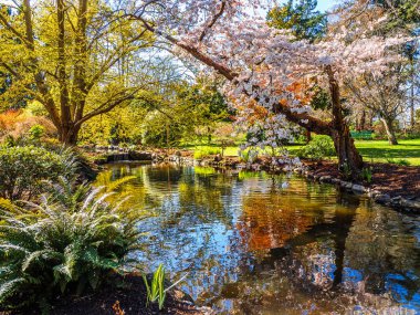 Bahar çiçeği genel Beacon Hill Park, Victoria Bc Canada