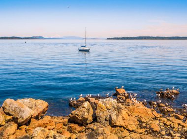 Martılar, kayalık sahil, Sidney Bc, Kanada