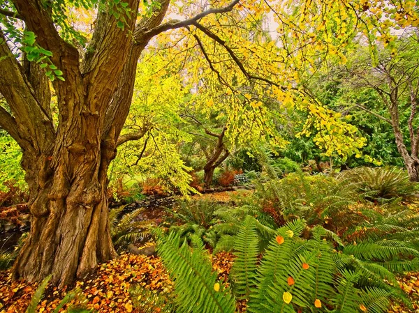 Caída en Beacon Hill Park — Foto de Stock