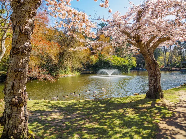 Springtime blossom in public Beacon Hill Park, Victoria BC Canada — Stock Photo, Image