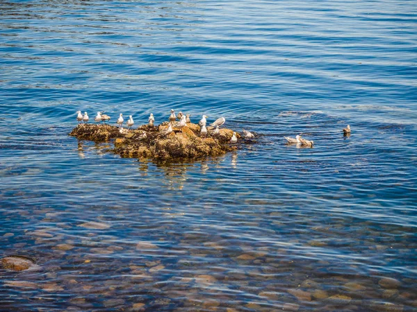 Seagulls at the rocky shore of  Sidney BC, Canada — Stock Photo, Image