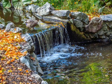 Sonbahar mevsiminde Watrestream genel Beacon Hill Park