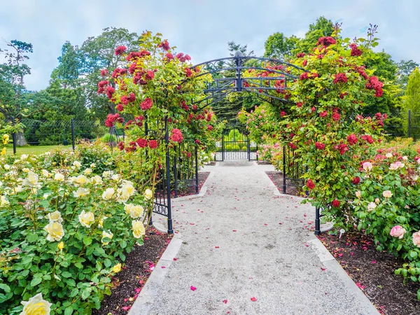 Pasaje de rosas en el parque — Foto de Stock