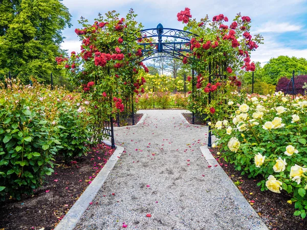 Pasaje de rosas en el parque — Foto de Stock