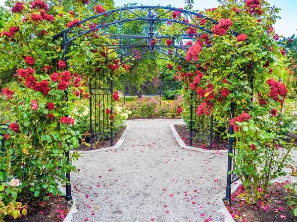 Pasaje de rosas en el parque — Foto de Stock