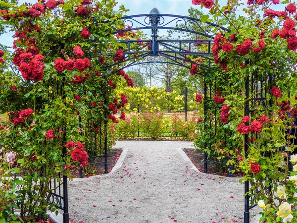 Pasaje de rosas en el parque — Foto de Stock