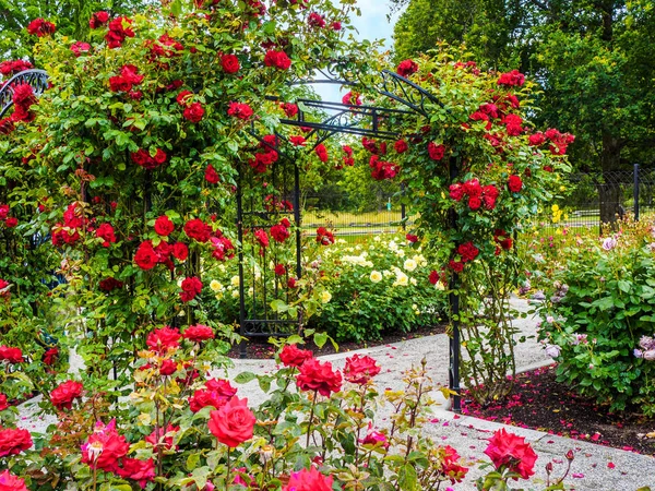 Pasaje de rosas en el parque — Foto de Stock