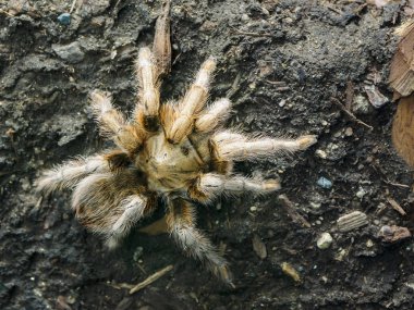 Panama sarışın ağaç örümcekler (Psalmpopoeus Pulcher tarantula) ı