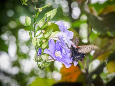 Gökyüzü Clock Vine üzerinde kelebek besleme