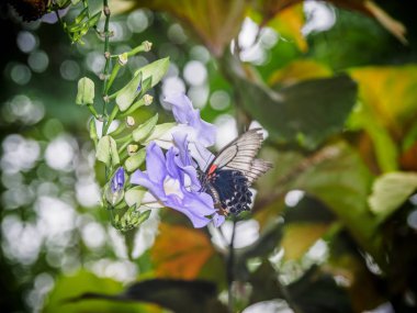 Gökyüzü Clock Vine üzerinde kelebek besleme