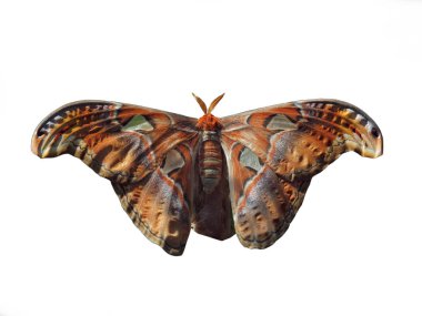 Dev ipek güvesi (Antheraea polyphemus)