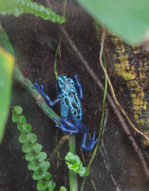 Zehirli ok kurbağası (Dendrobates gök mavisi)