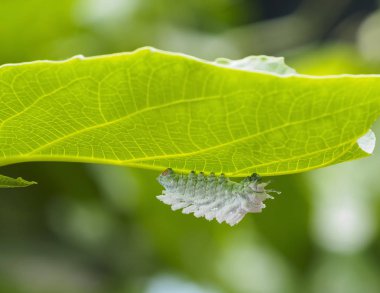 Atlas Moth ((attacus Atlası)) Caterpillar