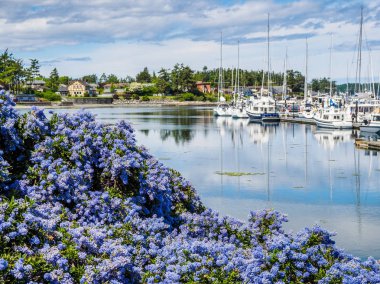 Kaliforniyalı tekneler ile Marina önünde çiçek açan California Lilac