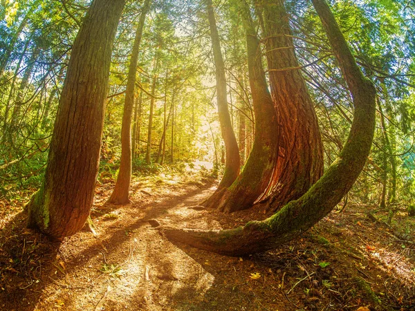 Passerella nella foresta autunnale. Tod Inlet, Victoria BC, Canada — Foto Stock