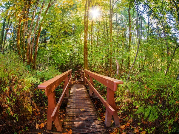 Walkway in the autumn forest.  Tod Inlet, Victoria BC, Canada — Stock Photo, Image