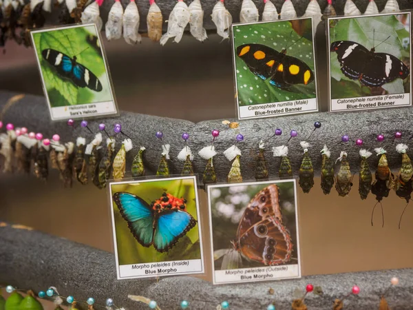 Larvas de borboletas — Fotografia de Stock