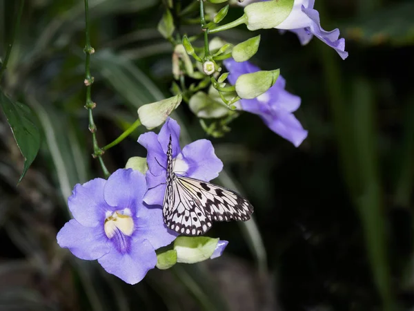 Alimentação de borboleta em Sky Clock Vine — Fotografia de Stock