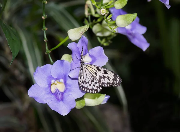 Alimentação de borboleta em Sky Clock Vine — Fotografia de Stock
