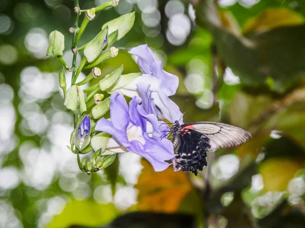 Alimentação de borboleta em Sky Clock Vine — Fotografia de Stock