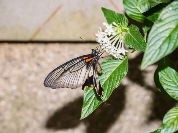 Grande borboleta mórmon ((Papilio Memnon ) — Fotografia de Stock