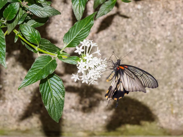 Grande borboleta mórmon ((Papilio Memnon ) — Fotografia de Stock