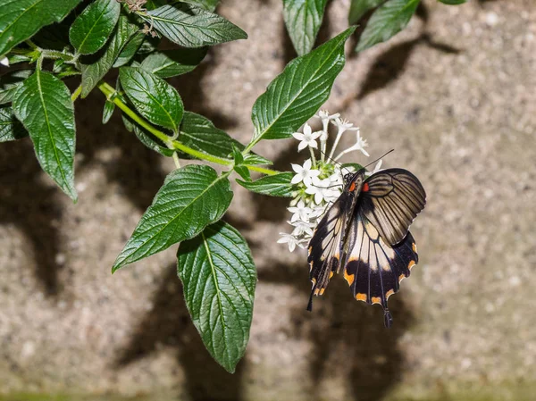 Grande borboleta mórmon ((Papilio Memnon ) — Fotografia de Stock