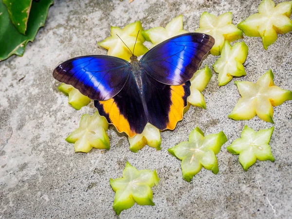 Сова метелик Закри — стокове фото