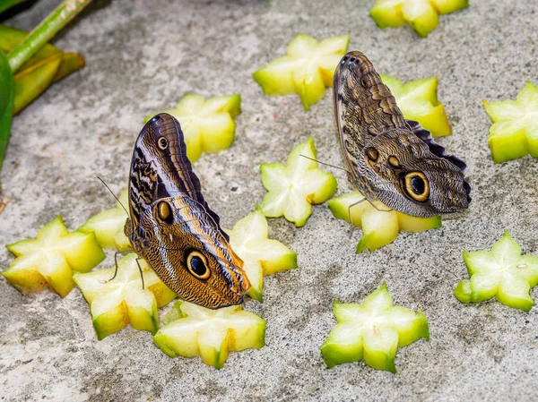 Borboleta de coruja — Fotografia de Stock