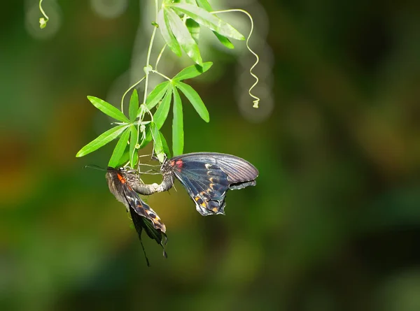 스 왈 로우 테일 나비 짝짓기 의식에서의 쌍 — 스톡 사진