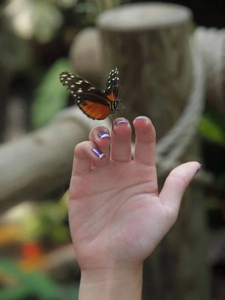 Πεταλούδα στο χέρι του κοριτσιού — Φωτογραφία Αρχείου