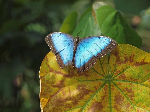 Morfo azul — Fotografia de Stock