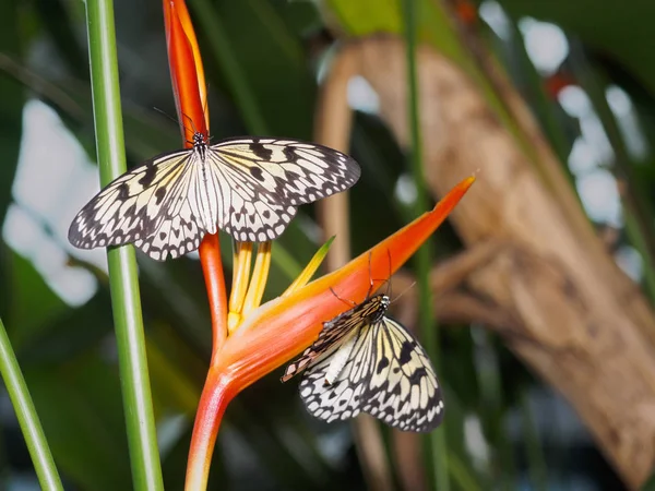 A borboleta de papagaio em uma flor de pássaro do paraíso — Fotografia de Stock