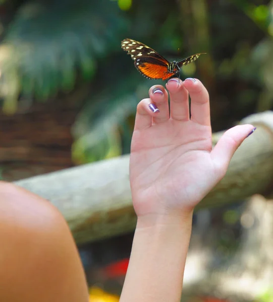 Mariposa en la mano de la chica — Foto de Stock