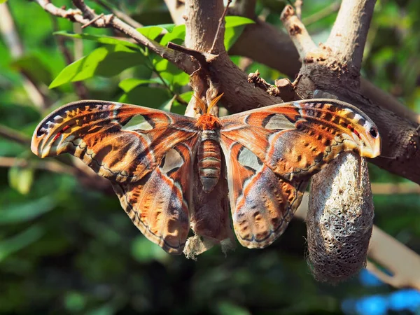 Traça de seda gigante (Antheraea polyphemus ) — Fotografia de Stock