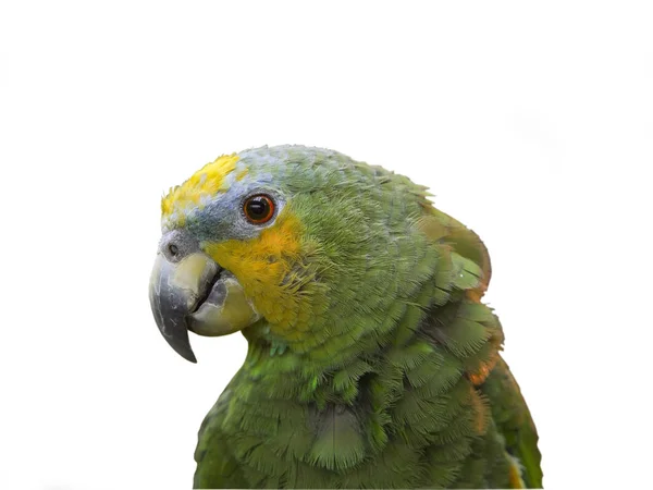 Zielona papuga na białym tle — Zdjęcie stockowe