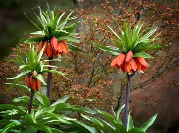 Fritillaria imperialis (crown imperial, imperial fritillary or Kaiser\'s crown)