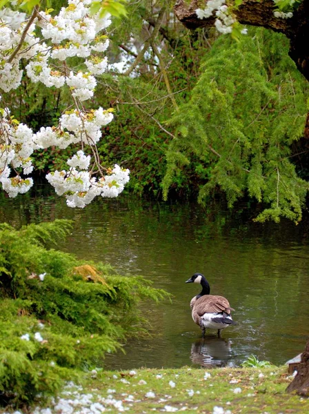 Gås i Beacon Hill Park — Stockfoto