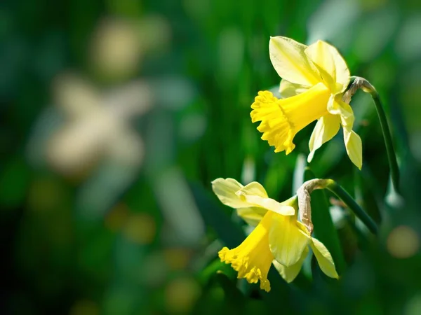 Giallo narcisi primo piano — Foto Stock